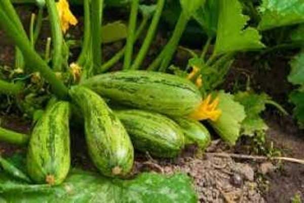 courgettes par terre