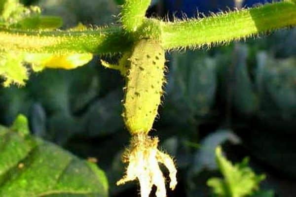 zucchini blomst