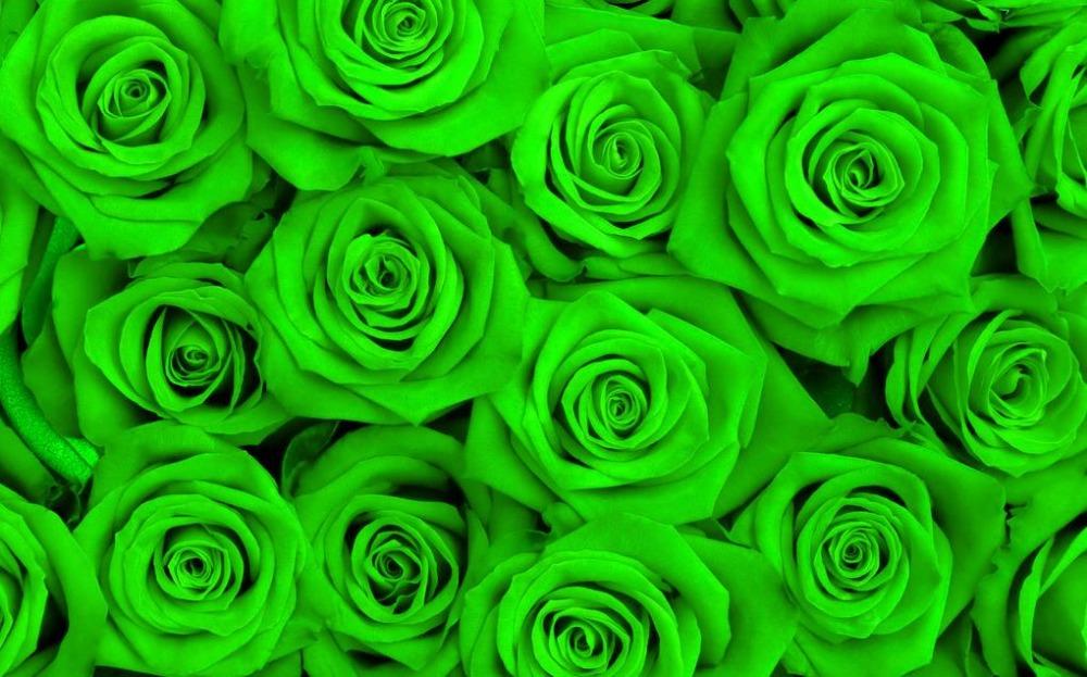 zelené růže