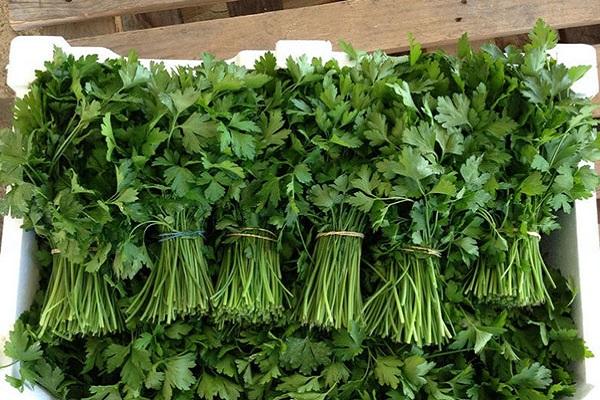 preparation of cilantro