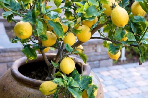 limone fatto in casa 