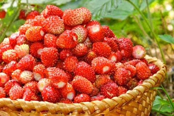 Erdbeeren