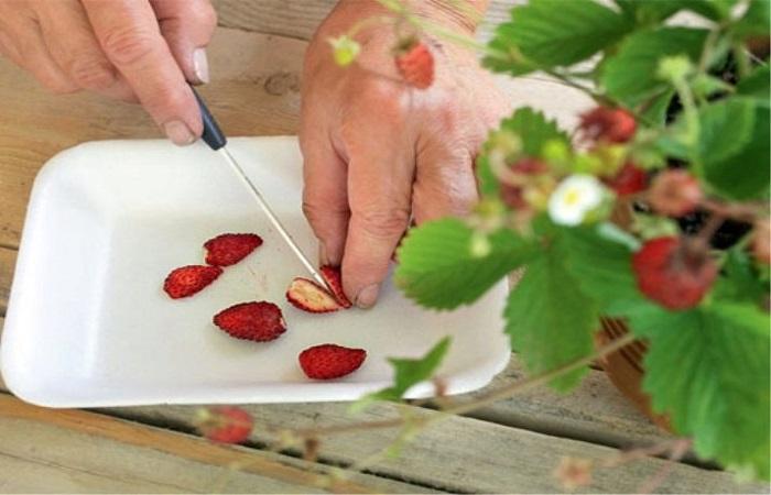 Erdbeeren schneiden 