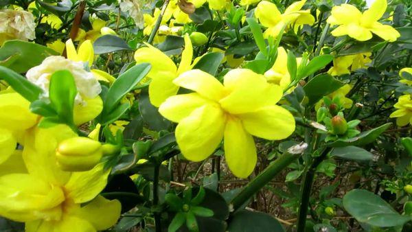 yellow jasmine