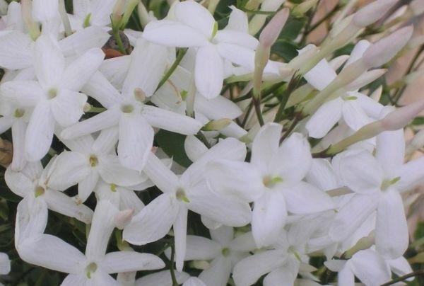 jasmine flowers