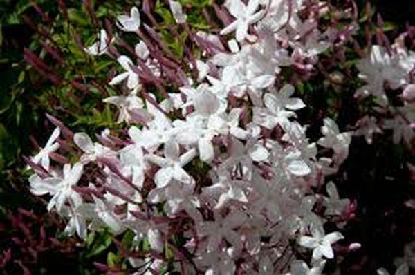 curly jasmine