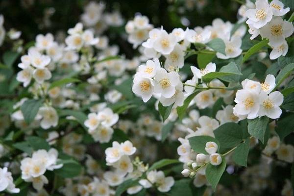 properties of jasmine