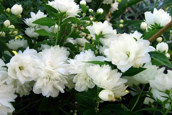 mock orange blossom 