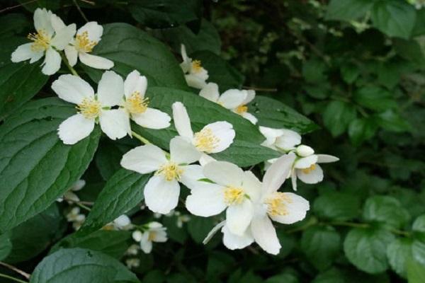 garden jasmine