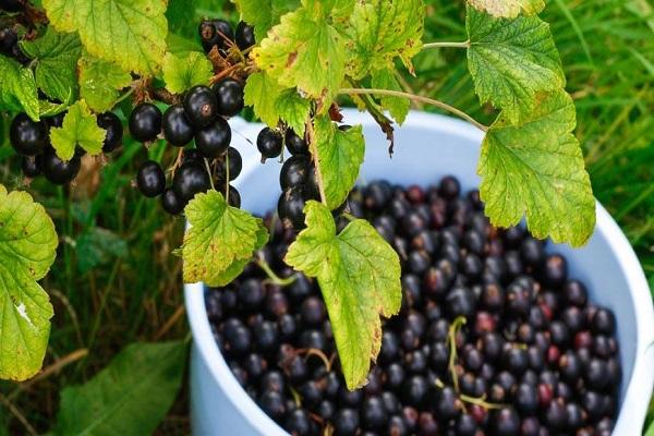 Beeren pflücken 