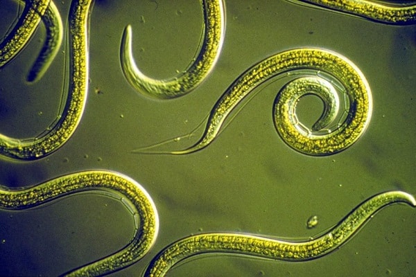 nematode de tija