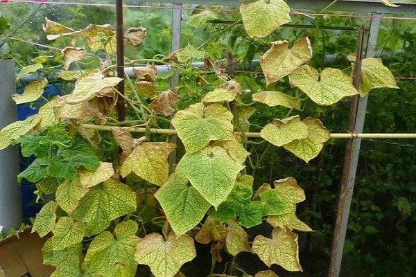 pepinos en el invernadero