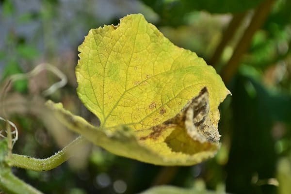 les feuilles jaunissent 