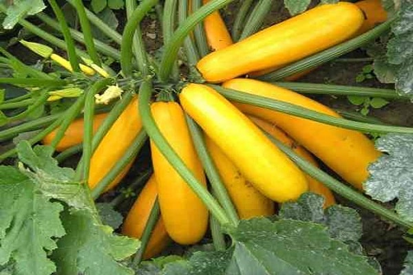 yellow squash