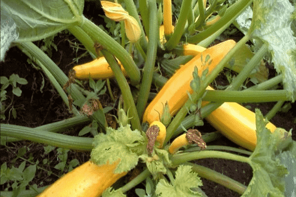 variedades de calabacines