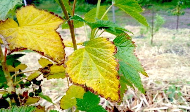 yellow grape leaves