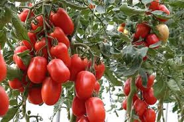 odrůdy pěstování rajčat