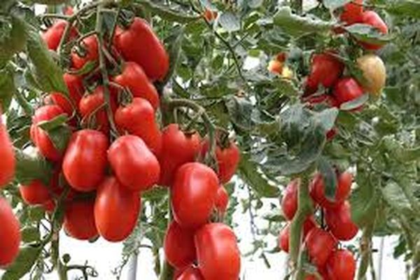 variétés de tomates en croissance