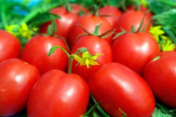 variétés de tomates pour la Sibérie