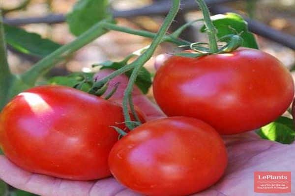 Tomate in der Hand