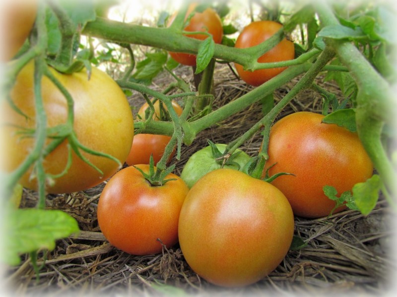 Herbstliche Leningrader Tomate