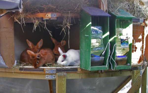 chov králíků