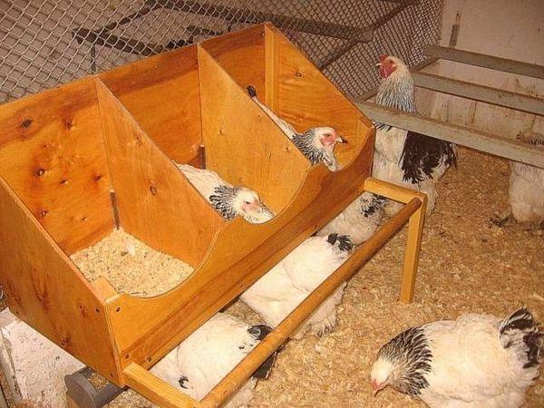 chicken nests