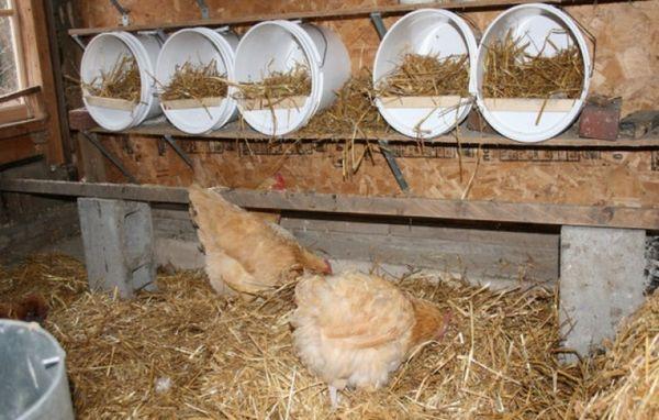 poultry house in winter