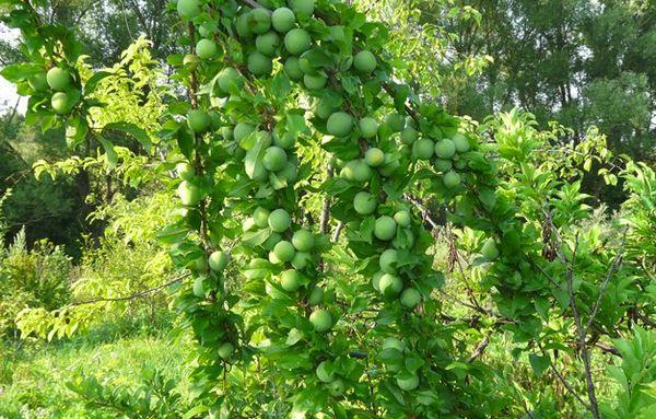 Plum ceri hijau