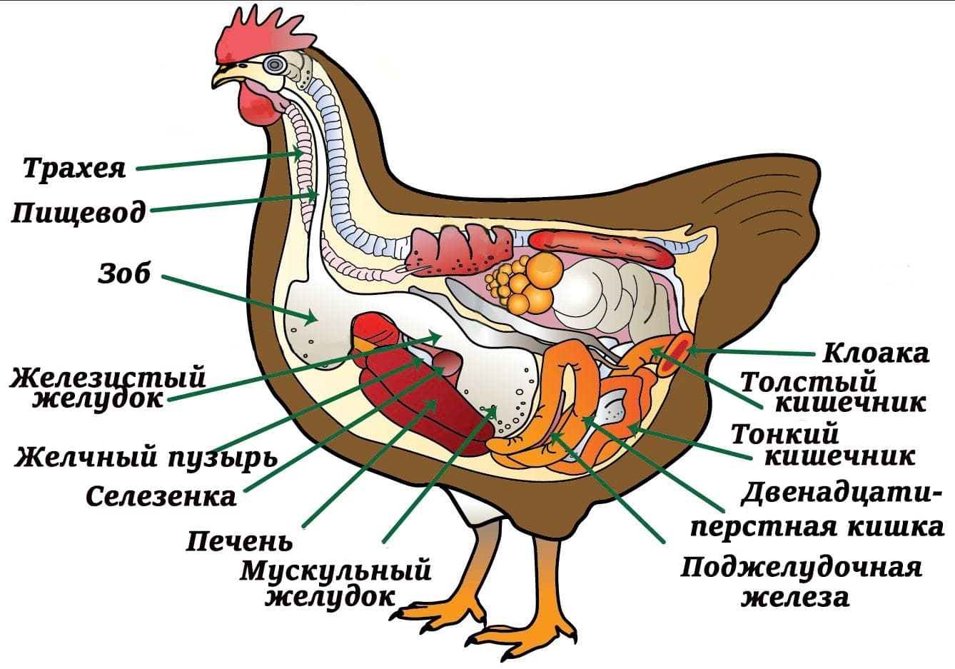 kuřecí diagram