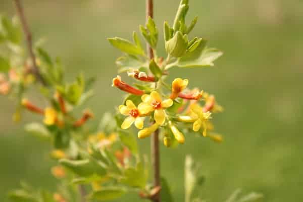 garden plant 