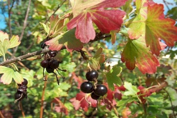 bladeren worden rood 