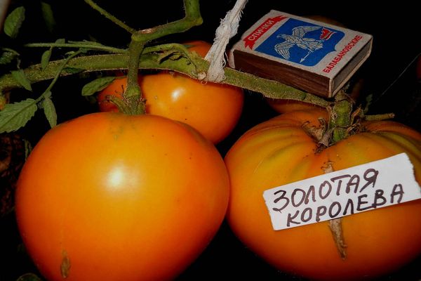 tomato variety advantages