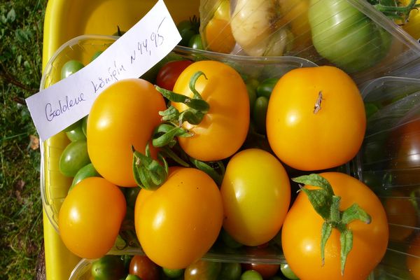 tomato variety cultivation