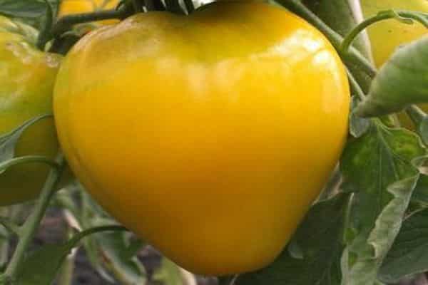 Eigenschaften der Tomate Golden King