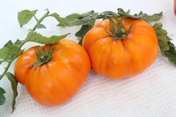 Tomatensorte goldenes Zeitalter