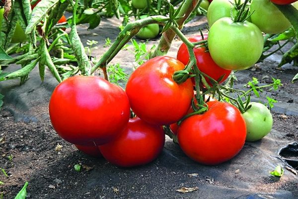 Rezensionen über Tomaten