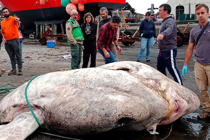 Description des 10 plus gros poissons du monde et caractéristiques des géants