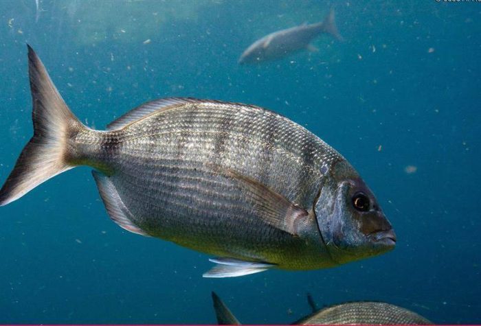 Seznam a odrůdy ryb žijících v Černém moři - názvy a co jedí