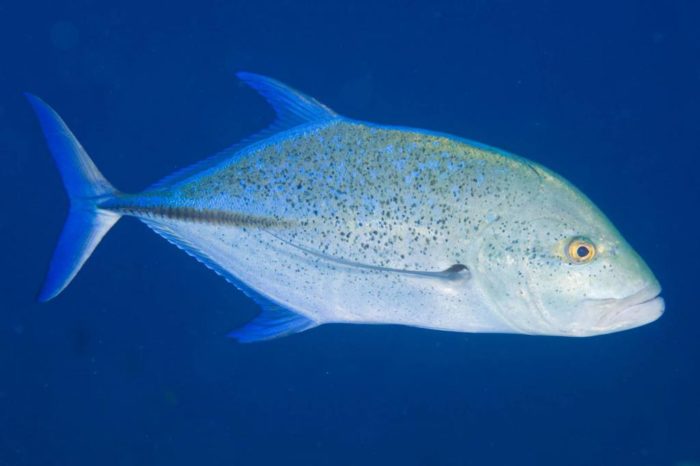 Listahan ng mga uri ng isda sa dagat, kung ano ang mga ito at ang kanilang mga katangian