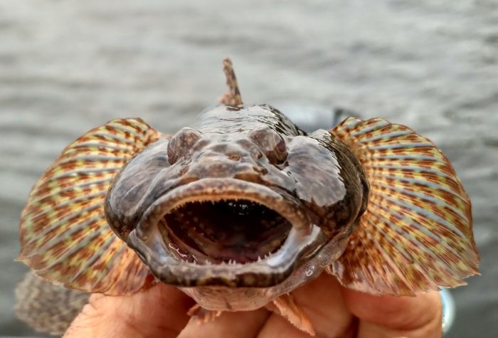 Lista och sorter av fiskar som lever i Svarta havet - namn och vad de äter