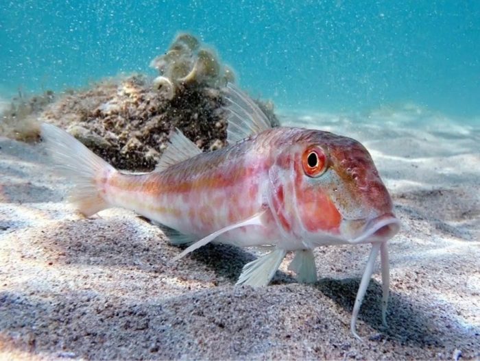 Liste et variétés de poissons vivant dans la mer Noire - noms et ce qu'ils mangent