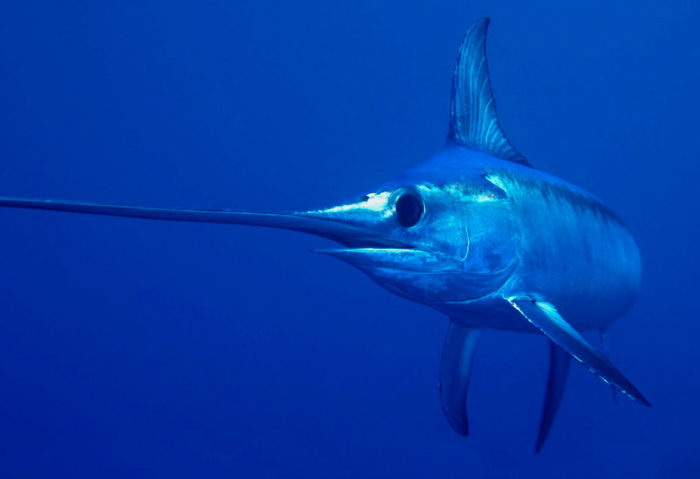 Lista y variedades de peces que viven en el Mar Negro: nombres y qué comen