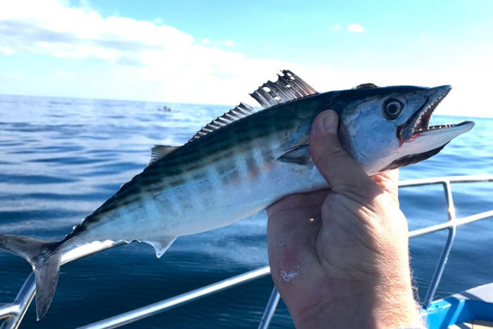 Liste et variétés de poissons vivant dans la mer Noire - noms et ce qu'ils mangent