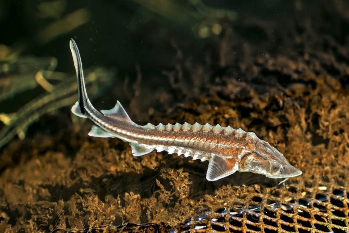 Liste et variétés de poissons vivant dans la mer Noire - noms et ce qu'ils mangent