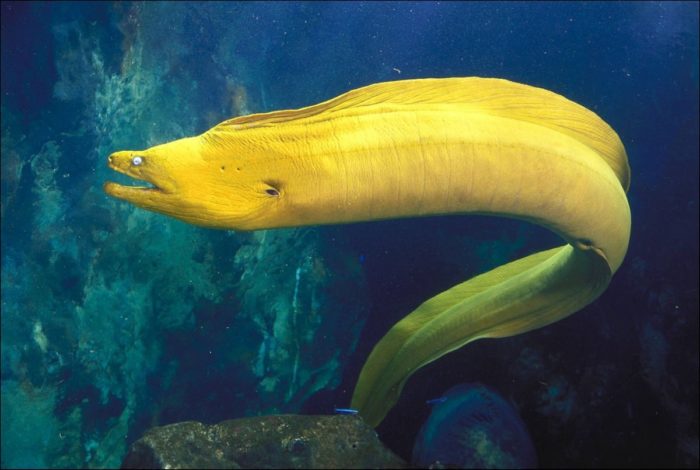 Isda ng moray eel