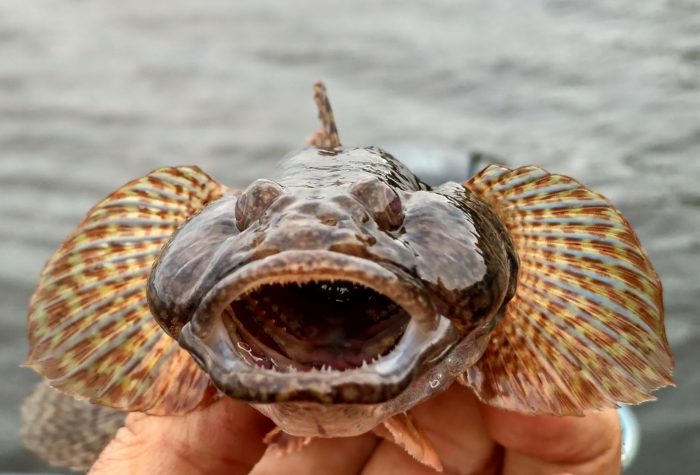 fotografie mořské ryby goby