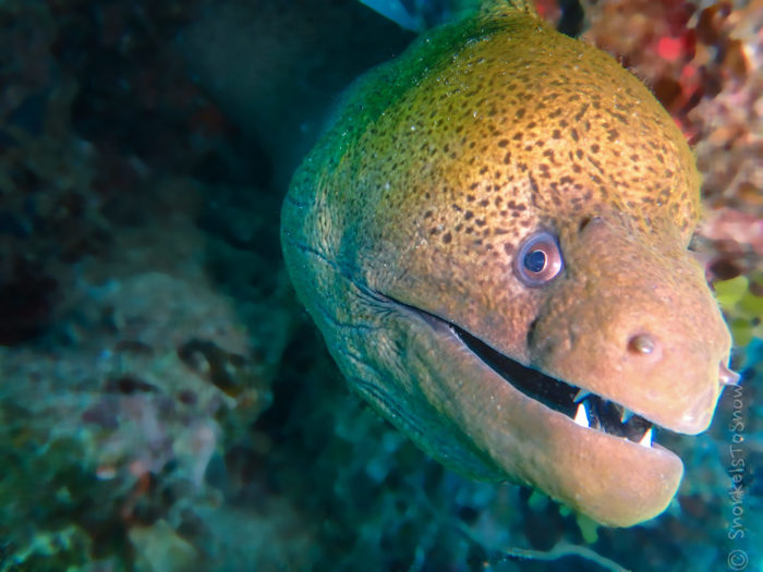 Φωτογραφία ψαριού Moray