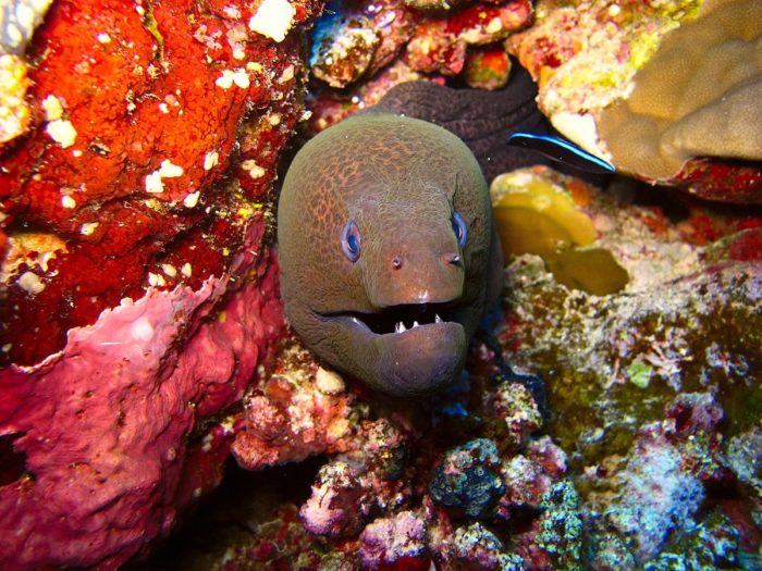 Foto de peixe Moray