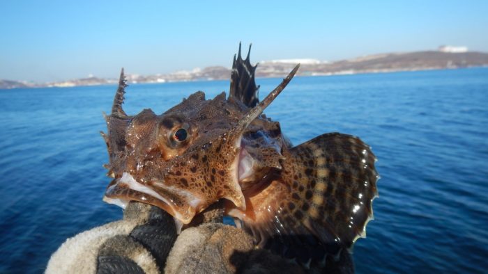 peixe goby do mar